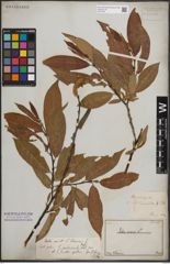 Foto von Salix daphnoides Vill.